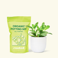 Small Baby Rubber Plant in a white round pot and a bag of soil.