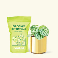 Small Watermelon Peperomia (Peperomia argyreia) in a gold cylinder pot and a bag of soil.
