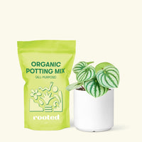 Small Watermelon Peperomia (Peperomia argyreia) in a white cylinder pot and a bag of soil.