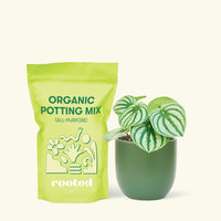 Small Watermelon Peperomia (Peperomia argyreia) in a green rounded pot and a bag of soil.