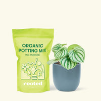 Small Watermelon Peperomia (Peperomia argyreia) in a indigo rounded pot and a bag of soil.