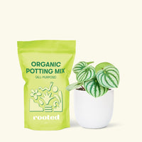 Small Watermelon Peperomia (Peperomia argyreia) in a white rounded pot and a bag of soil.