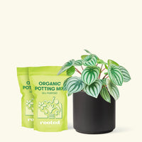 Medium Watermelon Peperomia (Peperomia argyreia) in a black cylinder pot and two bag of soil.