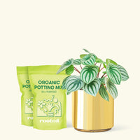Medium Watermelon Peperomia (Peperomia argyreia) in a gold cylinder pot and two bag of soil.