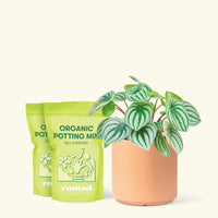 Medium Watermelon Peperomia (Peperomia argyreia) in a peach cylinder pot and two bag of soil.