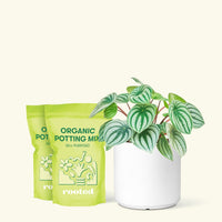 Medium Watermelon Peperomia (Peperomia argyreia) in a white cylinder pot and two bag of soil.