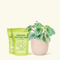 Medium Watermelon Peperomia (Peperomia argyreia) in a pink rounded pot and two bag of soil.