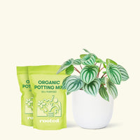 Medium Watermelon Peperomia (Peperomia argyreia) in a white rounded pot and two bag of soil.