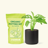 Small Swiss Cheese Vine (Monstera adansonii) in a black cylinder pot and a bag of soil.