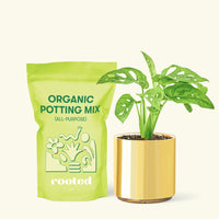 Small Swiss Cheese Vine (Monstera adansonii) in a gold cylinder pot and a bag of soil.