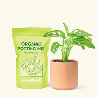 Small Swiss Cheese Vine (Monstera adansonii) in a peach cylinder pot and a bag of soil.