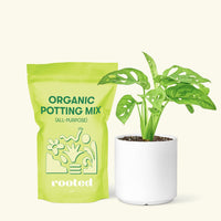 Small Swiss Cheese Vine (Monstera adansonii) in a white cylinder pot and a bag of soil.