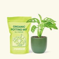 Small Swiss Cheese Vine (Monstera adansonii) in a green rounded pot and a bag of soil.