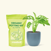 Small Swiss Cheese Vine (Monstera adansonii) in a indigo rounded pot and a bag of soil.