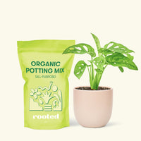 Small Swiss Cheese Vine (Monstera adansonii) in a pink rounded pot and a bag of soil.