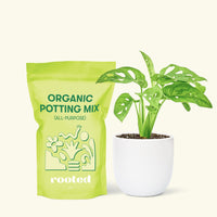 Small Swiss Cheese Vine (Monstera adansonii) in a white rounded pot and a bag of soil.