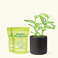 Medium Swiss Cheese Vine (Monstera adansonii) in a black cylinder pot and two bag of soil.