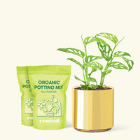 Medium Swiss Cheese Vine (Monstera adansonii) in a gold cylinder pot and two bag of soil.