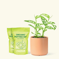 Medium Swiss Cheese Vine (Monstera adansonii) in a peach cylinder pot and two bag of soil.