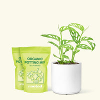 Medium Swiss Cheese Vine (Monstera adansonii) in a white cylinder pot and two bag of soil.