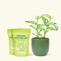 Medium Swiss Cheese Vine (Monstera adansonii) in a green rounded pot and two bag of soil.