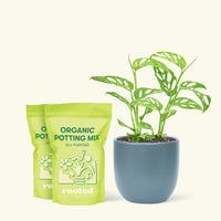 Medium Swiss Cheese Vine (Monstera adansonii) in a indigo rounded pot and two bag of soil.