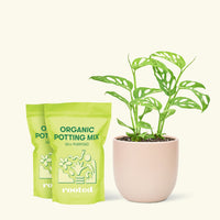 Medium Swiss Cheese Vine (Monstera adansonii) in a pink rounded pot and two bag of soil.