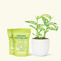 Medium Swiss Cheese Vine (Monstera adansonii) in a white rounded pot and two bag of soil.