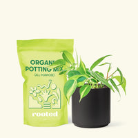 Small Philodendron Brasil (Philodendron hederaceum) in a black cylinder pot and a bag of soil.