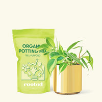 Small Philodendron Brasil (Philodendron hederaceum) in a gold cylinder pot and a bag of soil.