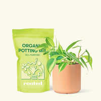 Small Philodendron Brasil (Philodendron hederaceum) in a peach cylinder pot and a bag of soil.