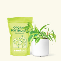 Small Philodendron Brasil (Philodendron hederaceum) in a white cylinder pot and a bag of soil.