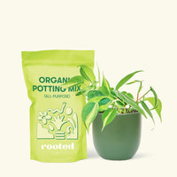 Small Philodendron Brasil (Philodendron hederaceum) in a green rounded pot and a bag of soil.