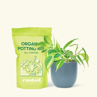 Small Philodendron Brasil (Philodendron hederaceum) in a indigo rounded pot and a bag of soil.