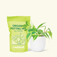 Small Philodendron Brasil (Philodendron hederaceum) in a white rounded pot and a bag of soil.