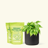 Medium Philodendron 'Brazil' (Philodendron hederaceum) in a black cylinder pot and two bag of soil.