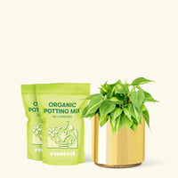 Medium Philodendron 'Brazil' (Philodendron hederaceum) in a gold cylinder pot and two bag of soil.