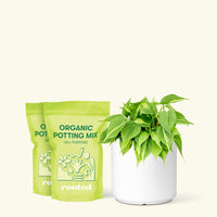 Medium Philodendron 'Brazil' (Philodendron hederaceum) in a white cylinder pot and two bag of soil.