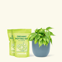 Medium Philodendron 'Brazil' (Philodendron hederaceum) in a indigo rounded pot and two bag of soil.