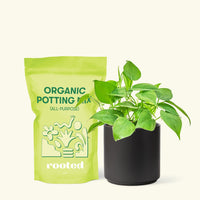 Small Sweetheart Philodendron (Philodendron cordatum) in a black cylinder pot and a bag of soil.