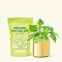 Small Sweetheart Philodendron (Philodendron cordatum) in a gold cylinder pot and a bag of soil.