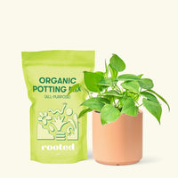 Small Sweetheart Philodendron (Philodendron cordatum) in a peach cylinder pot and a bag of soil.