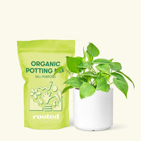 Small Sweetheart Philodendron (Philodendron cordatum) in a white cylinder pot and a bag of soil.