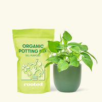 Small Sweetheart Philodendron (Philodendron cordatum) in a green rounded pot and a bag of soil.