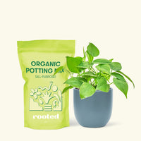 Small Sweetheart Philodendron (Philodendron cordatum) in a indigo rounded pot and a bag of soil.