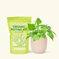 Small Sweetheart Philodendron (Philodendron cordatum) in a pink rounded pot and a bag of soil.