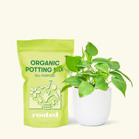 Small Sweetheart Philodendron (Philodendron cordatum) in a white rounded pot and a bag of soil.