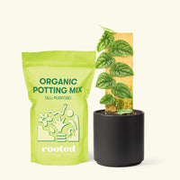 Small Shingle Plant (Monstera dubia) in a grow pot. in a black cylinder pot and a bag of soil.