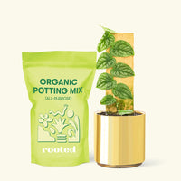 Small Shingle Plant (Monstera dubia) in a grow pot. in a gold cylinder pot and a bag of soil.