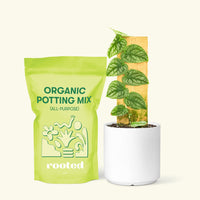 Small Shingle Plant (Monstera dubia) in a grow pot. in a white cylinder pot and a bag of soil.